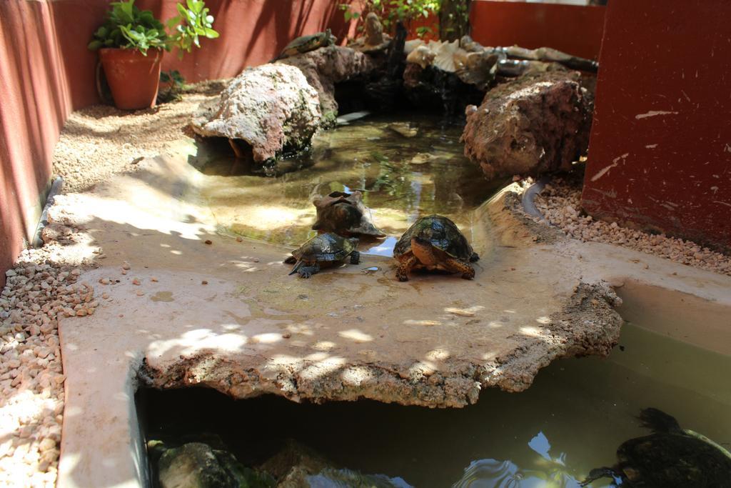 El Acuario Hotel Πλάγια Ντελ Κάρμεν Εξωτερικό φωτογραφία
